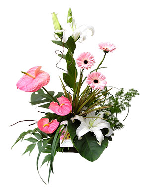 Ver detalle de Luana