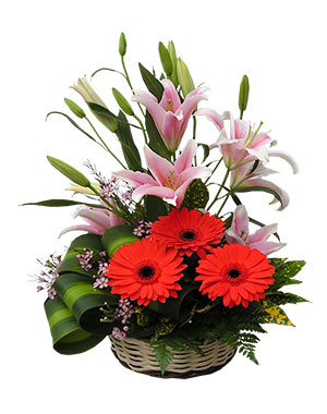 Ver detalle de Amanda