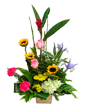 Ver detalle de Sofia