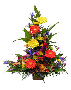 Ver detalle de Bianca