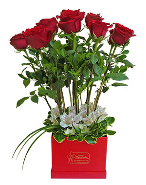 Ver detalle de Box Sinfonia