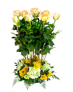 Ver detalle de Camila